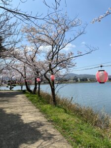 離れ湖の桜