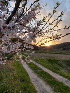 掛津の桜